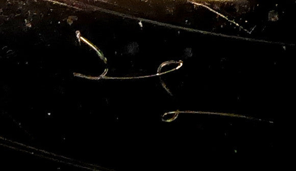 Ravi Shankar : In Concert (LP, Album, Roc)